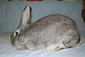 giant chin rabbit